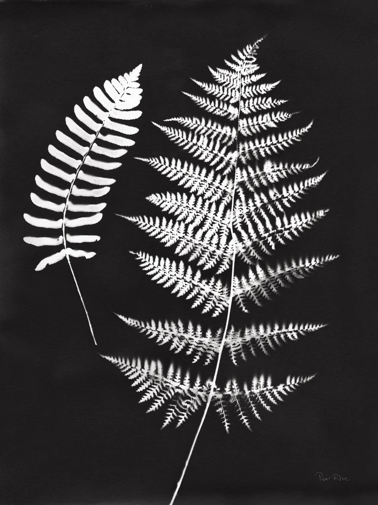Nature by the Lake Ferns V Black by Piper Rhue
