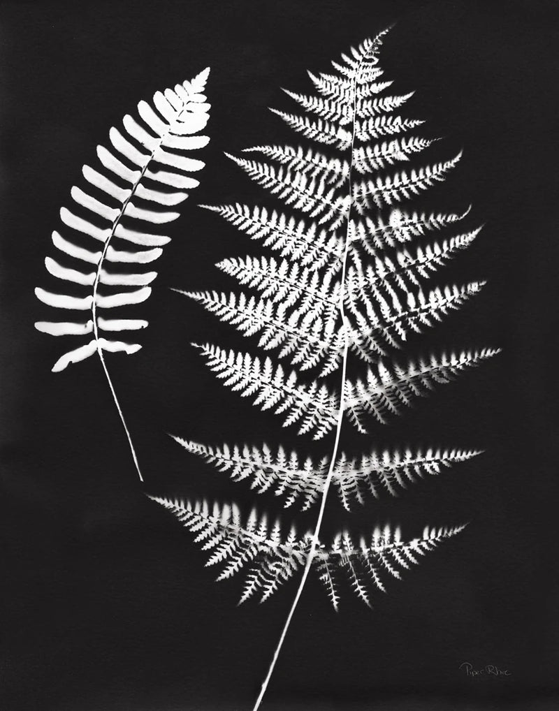 Nature by the Lake Ferns V Black Crop by Piper Rhue