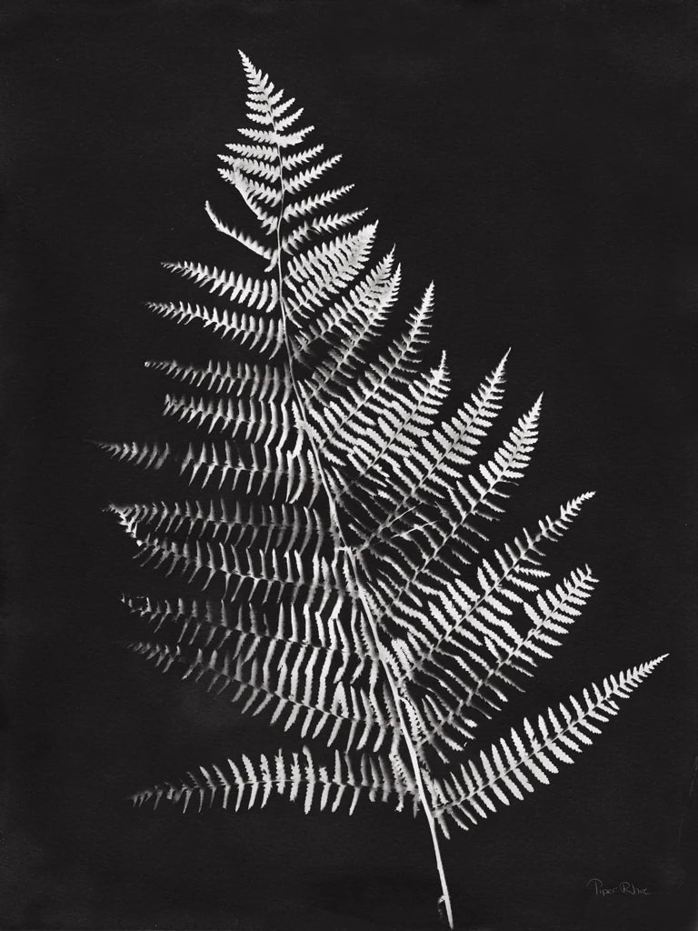 Nature by the Lake Ferns VI Black by Piper Rhue