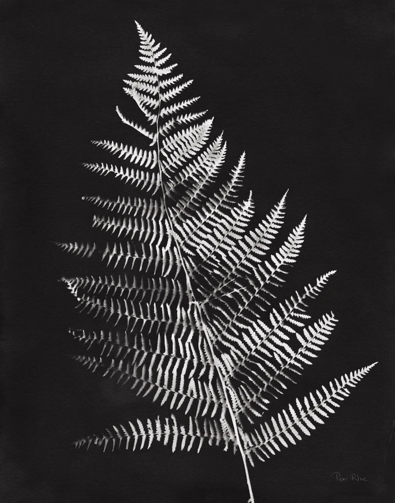 Nature by the Lake Ferns VI Black Crop by Piper Rhue