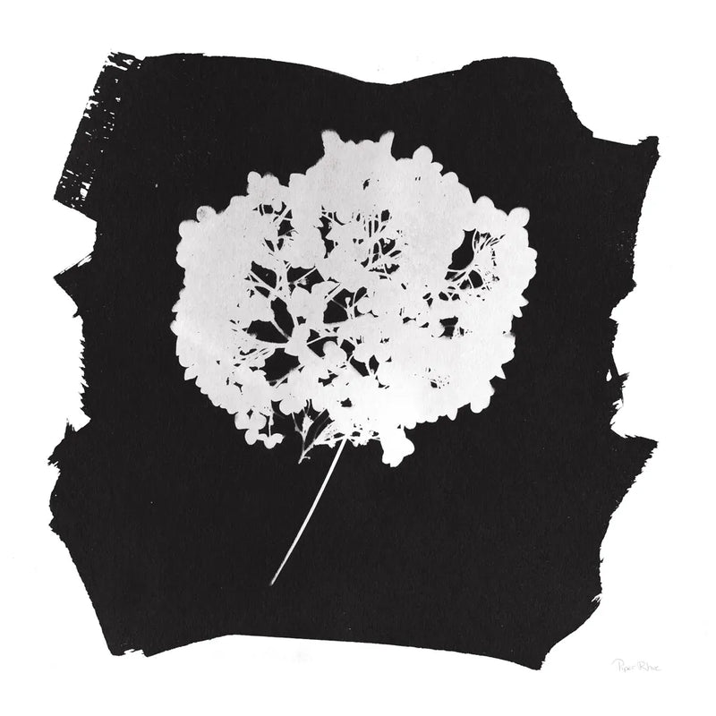 Nature by the Lake Flowers I Black by Piper Rhue. SKU 51199a. Archival Giclee Fine art print for wall decor.