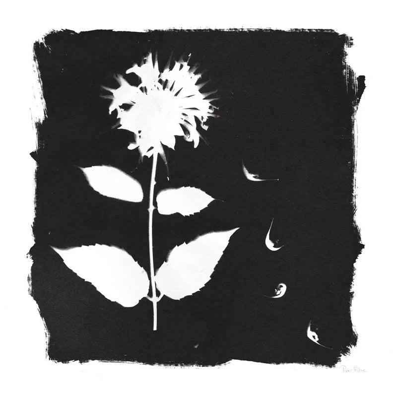 Nature by the Lake Flowers II Black by Piper Rhue. SKU 51200a. Archival Giclee Fine art print for wall decor.
