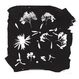 Nature by the Lake Flowers IV Black by Piper Rhue. SKU 51202a. Archival Giclee Fine art print for wall decor.