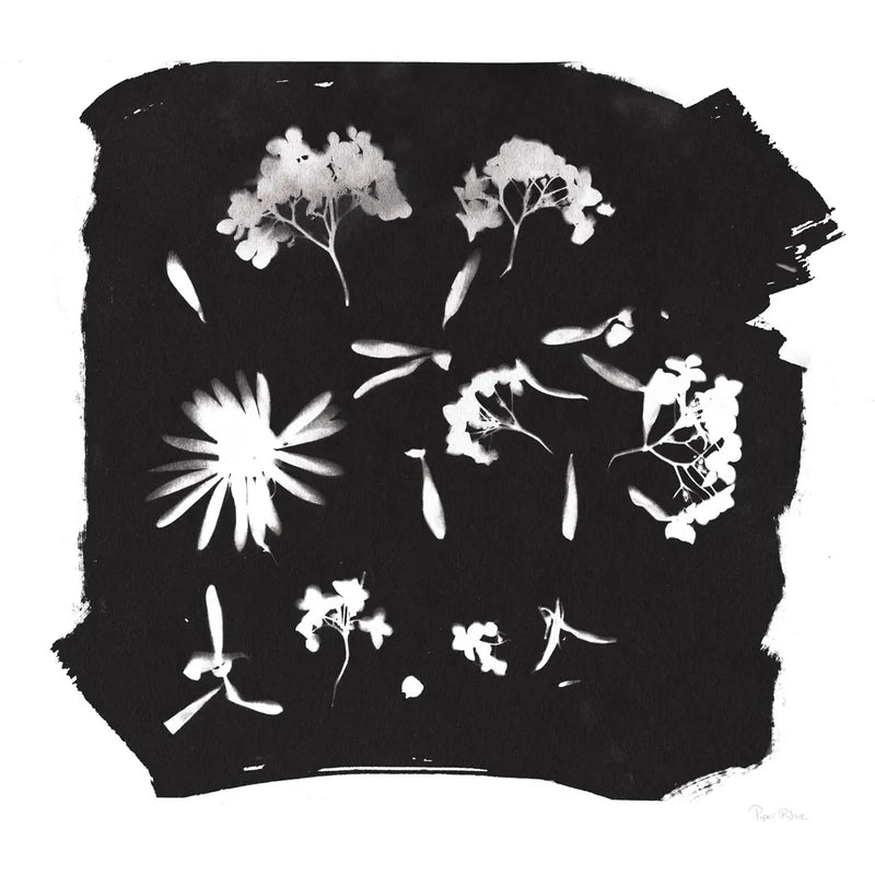 Nature by the Lake Flowers IV Black by Piper Rhue. SKU 51202a. Archival Giclee Fine art print for wall decor.