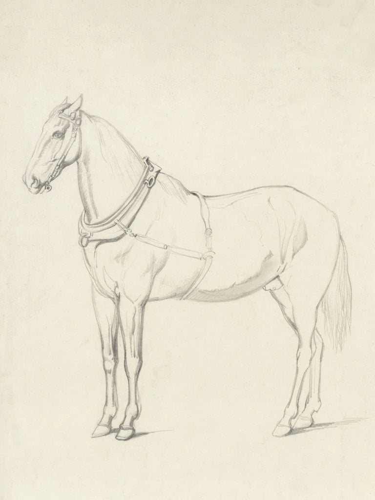 Horse Standing to the Left by Public Domain