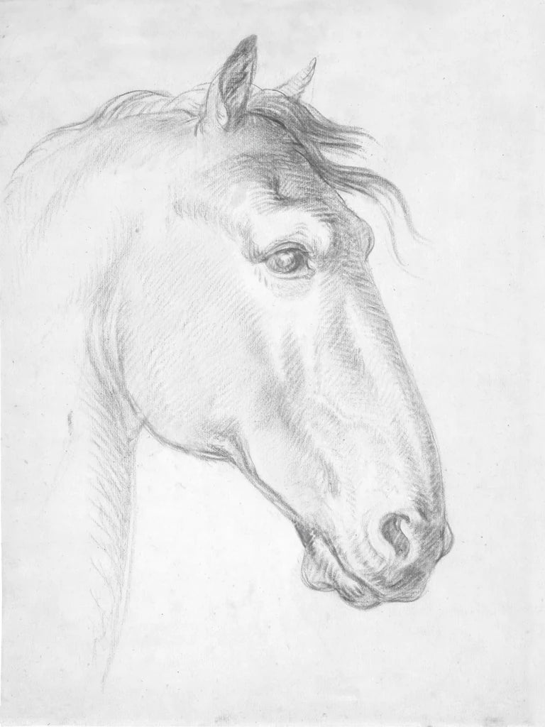 Horses Head Black and White v2 by Public Domain
