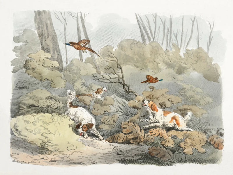 Illustration of Dogs Chasing Pheasants by Public Domain
