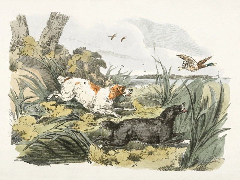 Illustration of Hounds on the Hunt by Public Domain