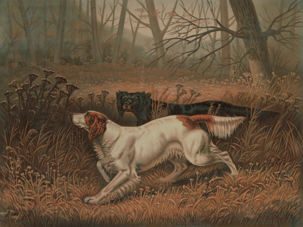 Quail Shooting by Public Domain