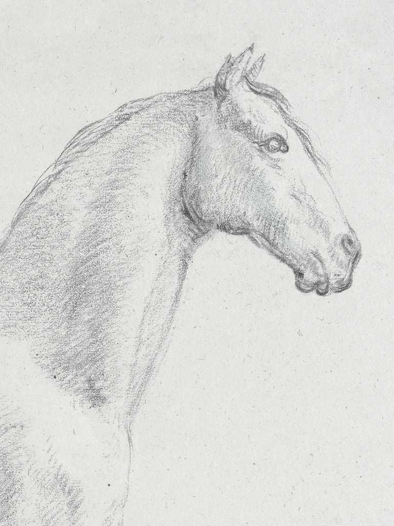The Horse Aga Black and White v2 by Public Domain