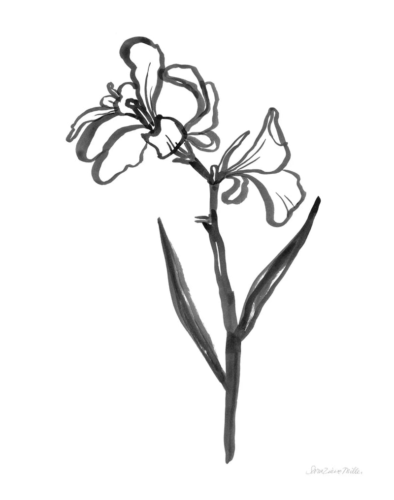 Ink Flower II by Sara Zieve Miller