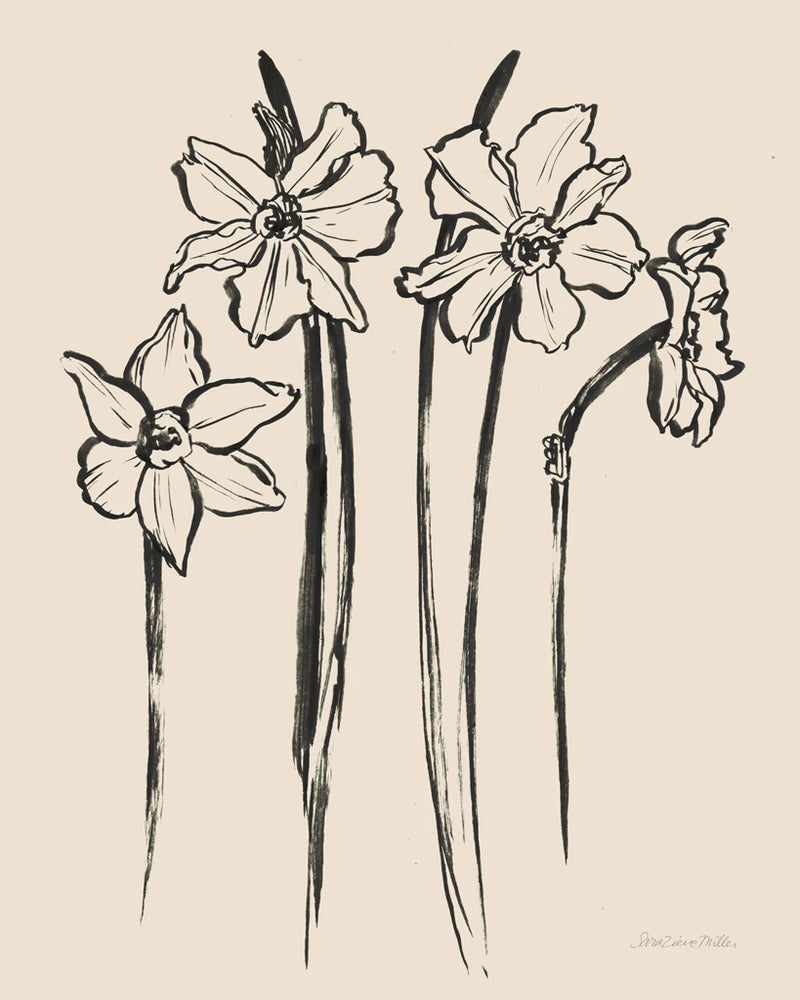 Ink Sketch Daffodils by Sara Zieve Miller