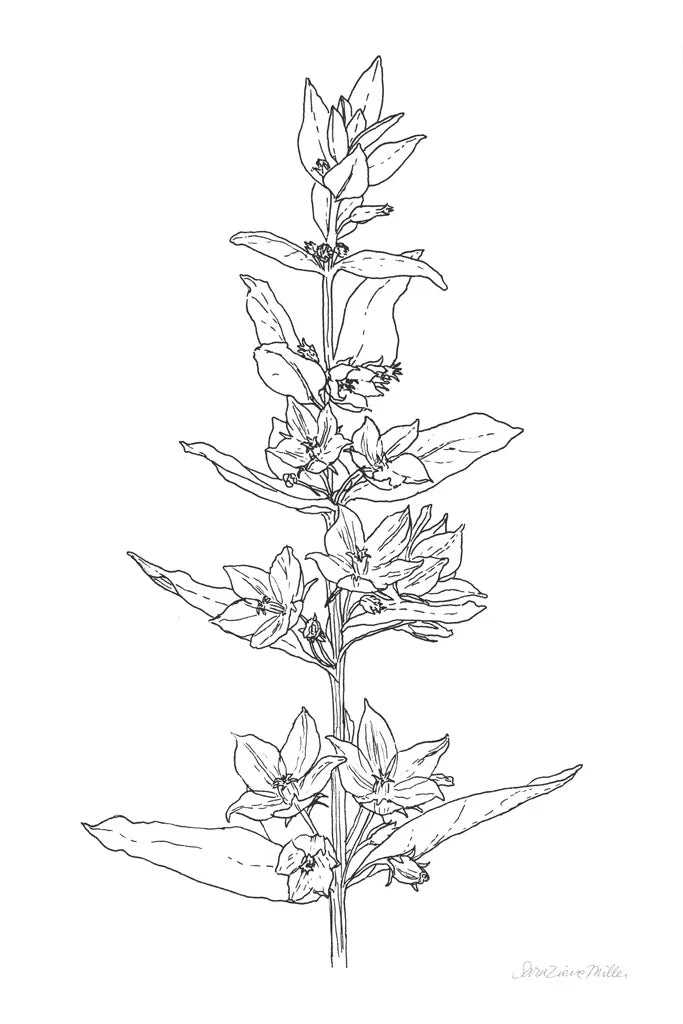 Sketched Flowers by Sara Zieve Miller. SKU 67952h. Archival Giclee Fine art print for wall decor.