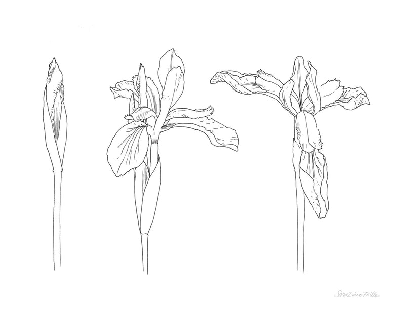 Sketched Iris by Sara Zieve Miller