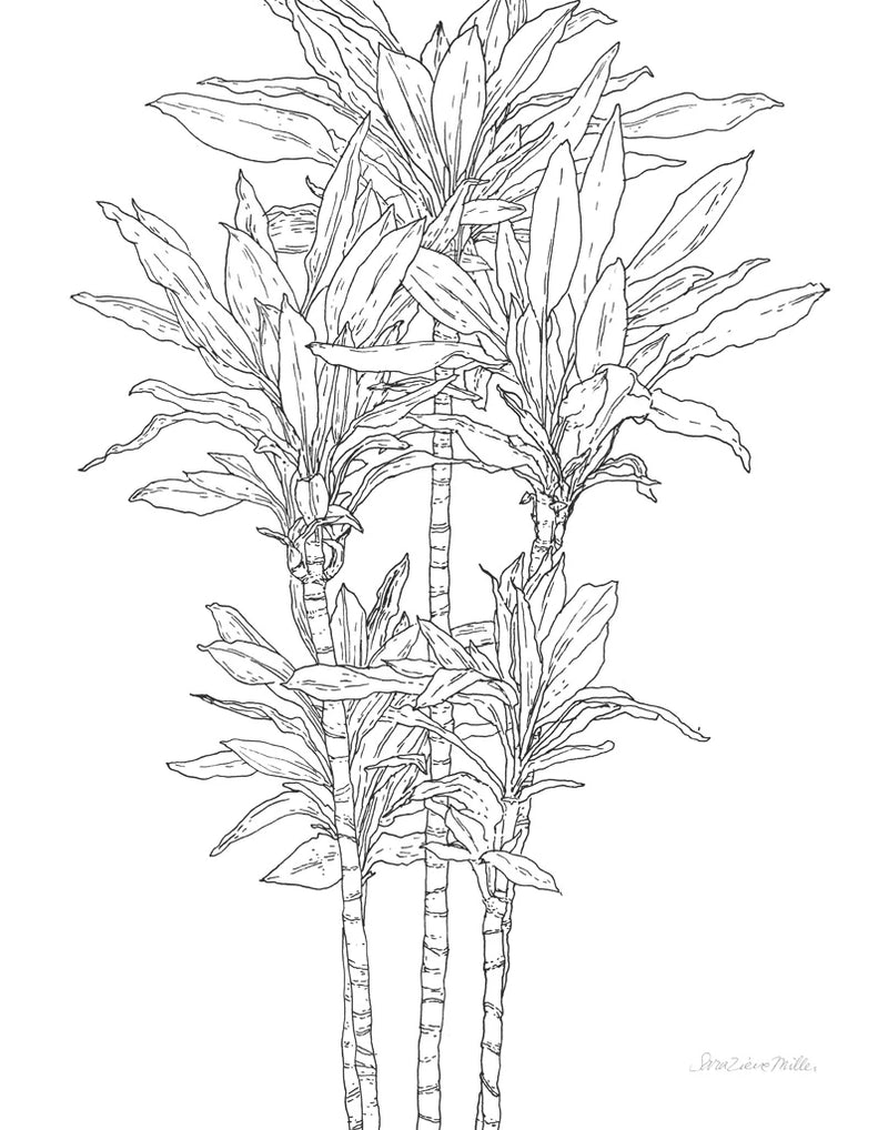 Sketched Tree II by Sara Zieve Miller
