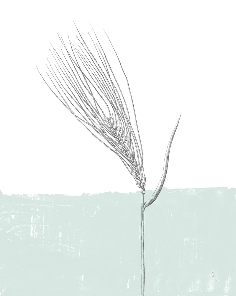 Barley by Sarah Adams