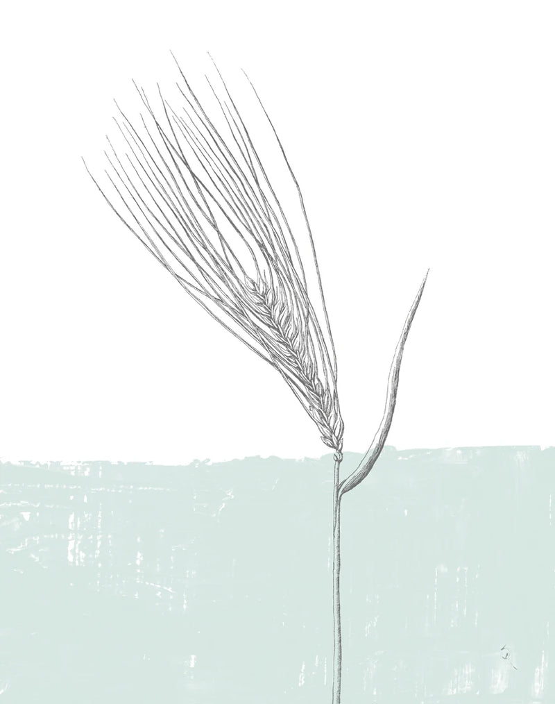 Barley by Sarah Adams
