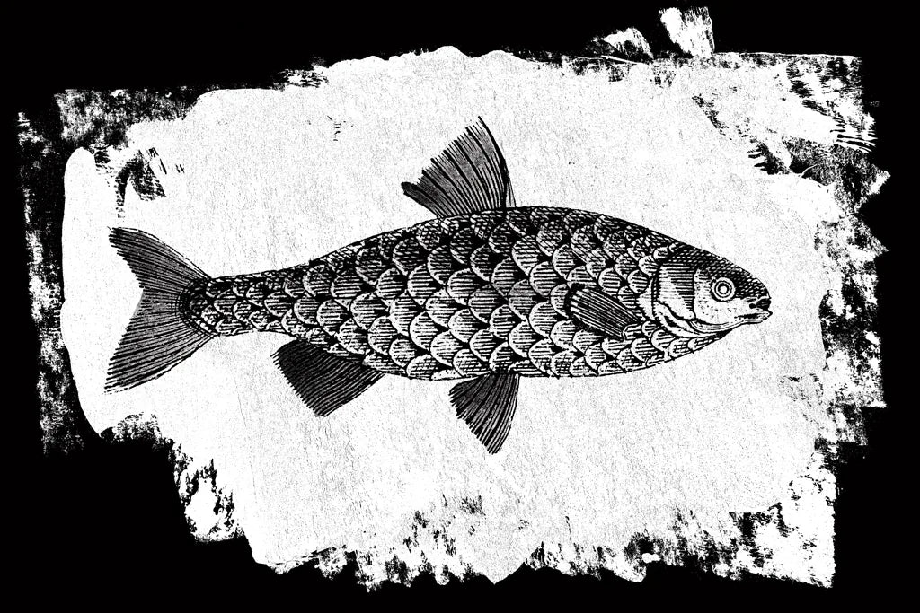 Fish I by Sarah Adams. SKU 82839i. Archival Giclee Fine art print for wall decor.