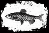 Fish II by Sarah Adams. SKU 82840i. Archival Giclee Fine art print for wall decor.