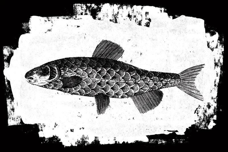 Fish II by Sarah Adams. SKU 82840i. Archival Giclee Fine art print for wall decor.