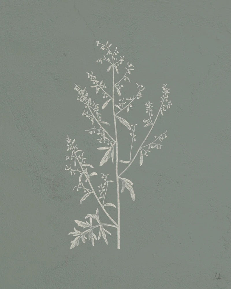 Gifts from the Meadow II Sage by Sarah Adams