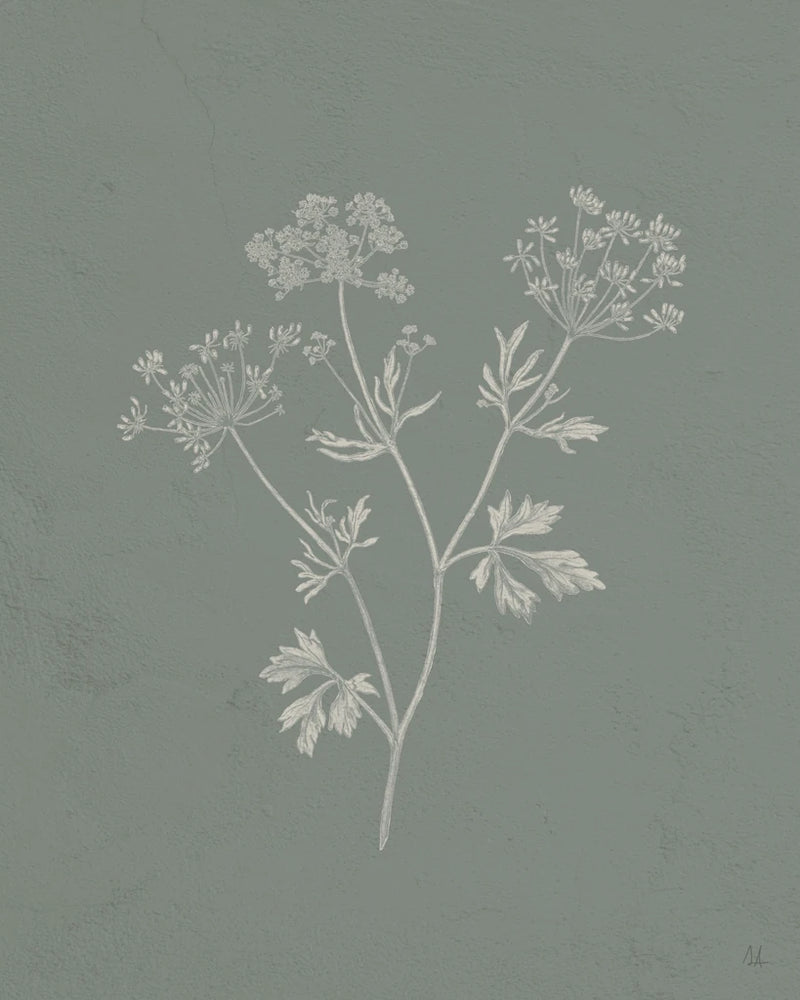 Gifts from the Meadow IV Sage by Sarah Adams