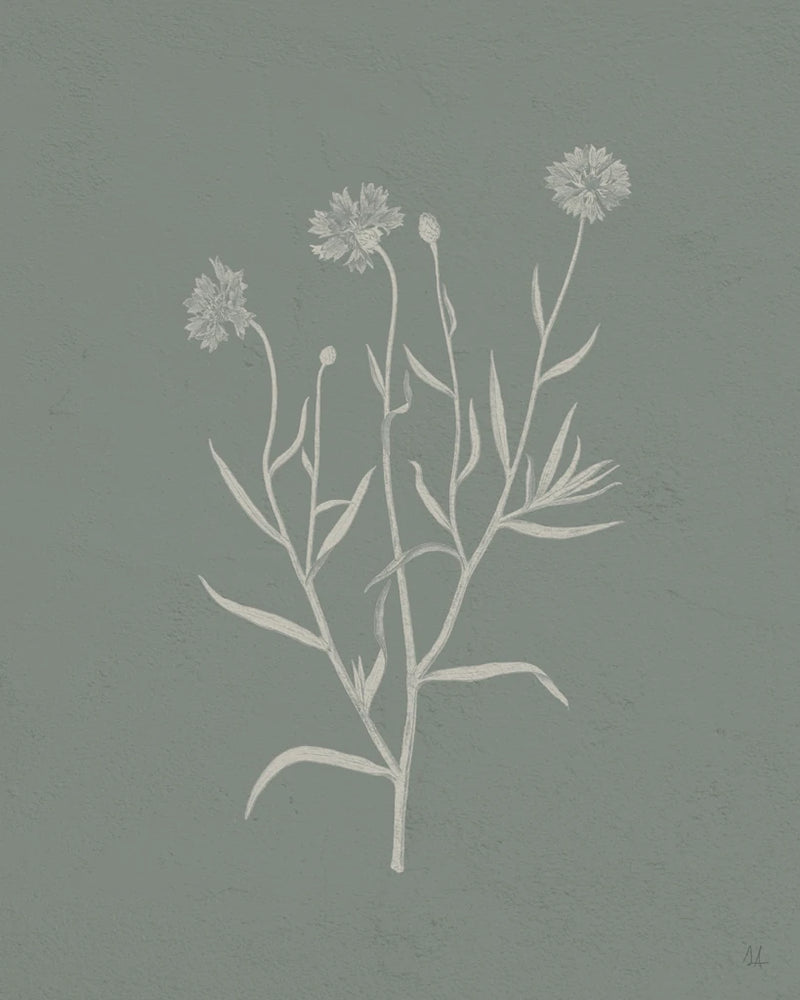 Gifts from the Meadow V Sage by Sarah Adams