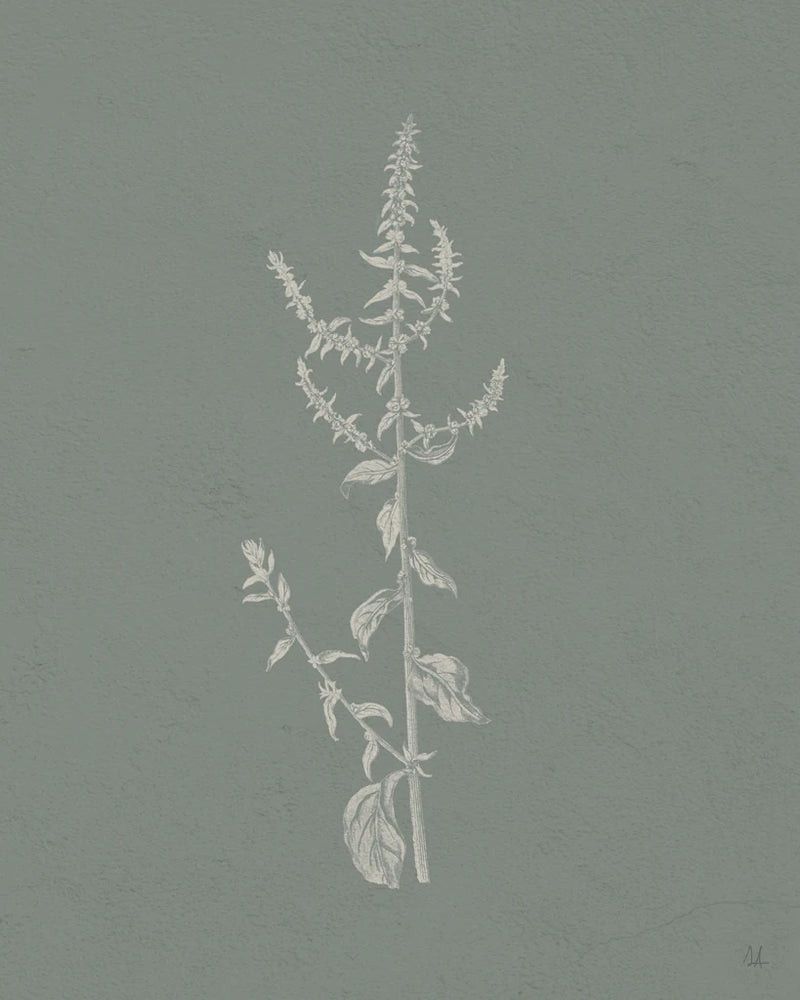Gifts from the Meadow VI Sage by Sarah Adams