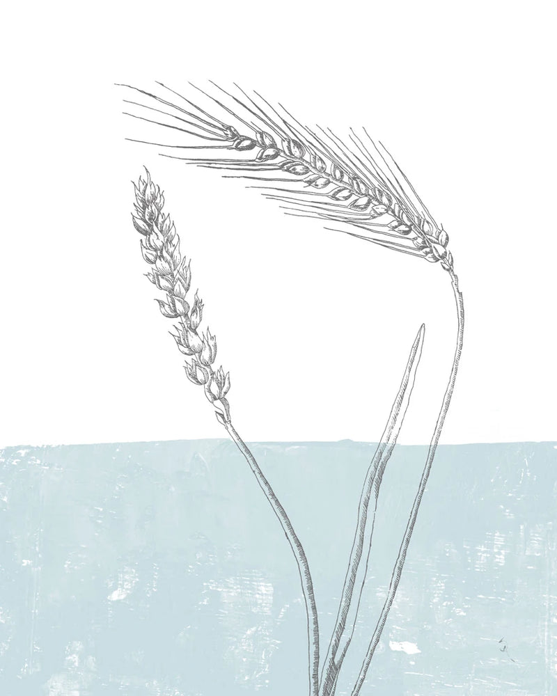 Wheat by Sarah Adams