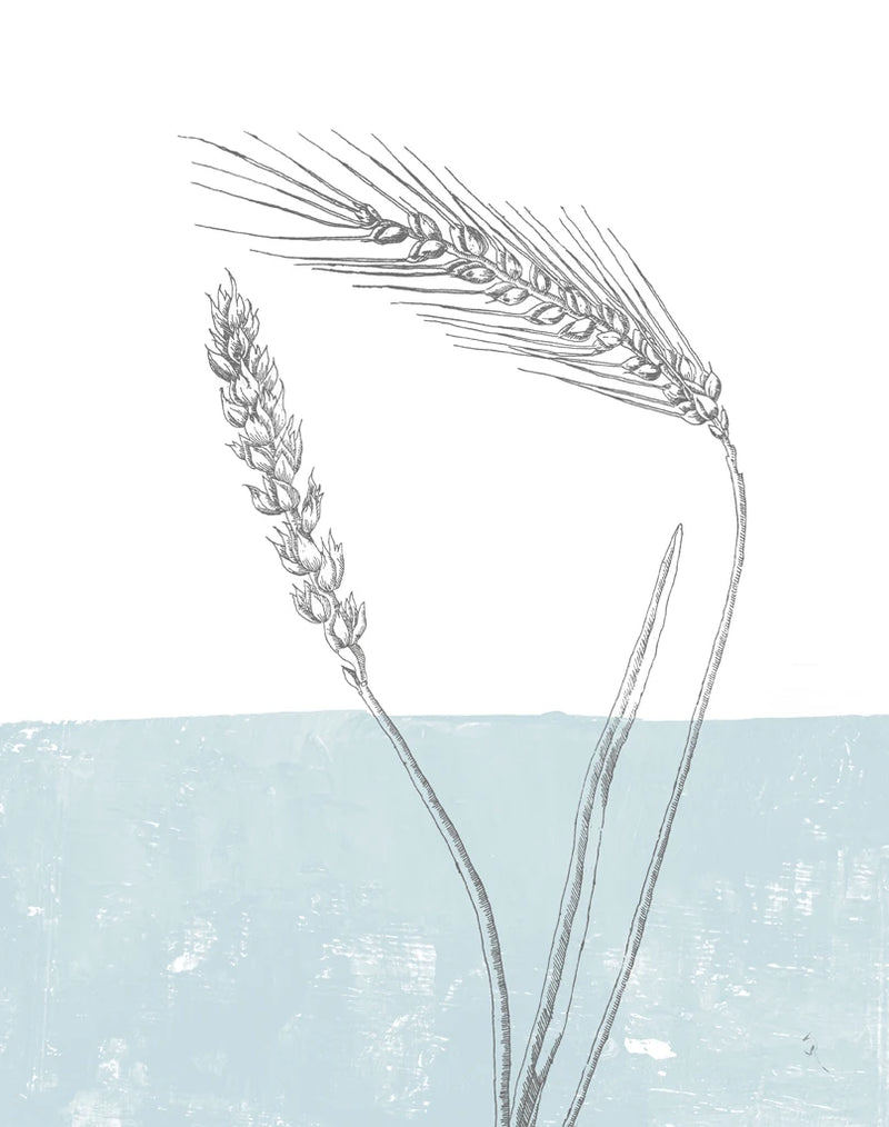 Wheat by Sarah Adams