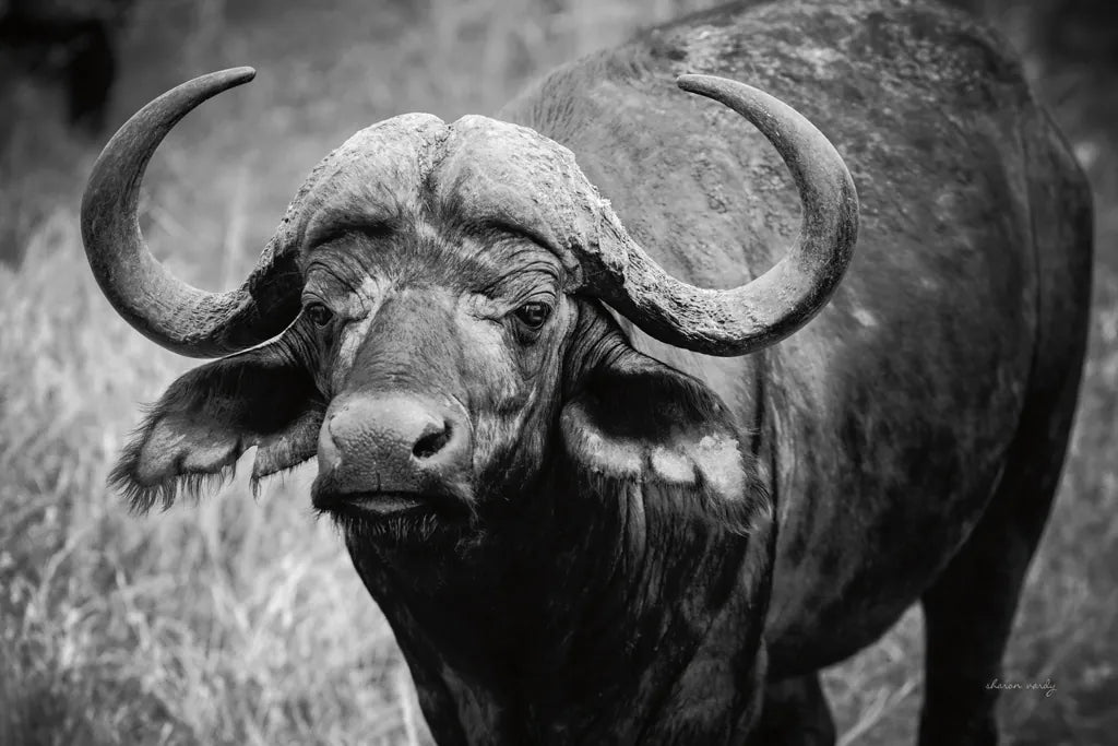 African Buffalo by Sharon Vardy. SKU 91993i. Archival Giclee Fine art print for wall decor.