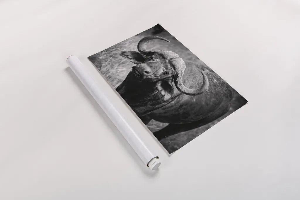 African Buffalo by Sharon Vardy. shown as a rolled paper print. Available as archival giclee rolled canvas, fine art paper, or poster print. SKU 91993i.