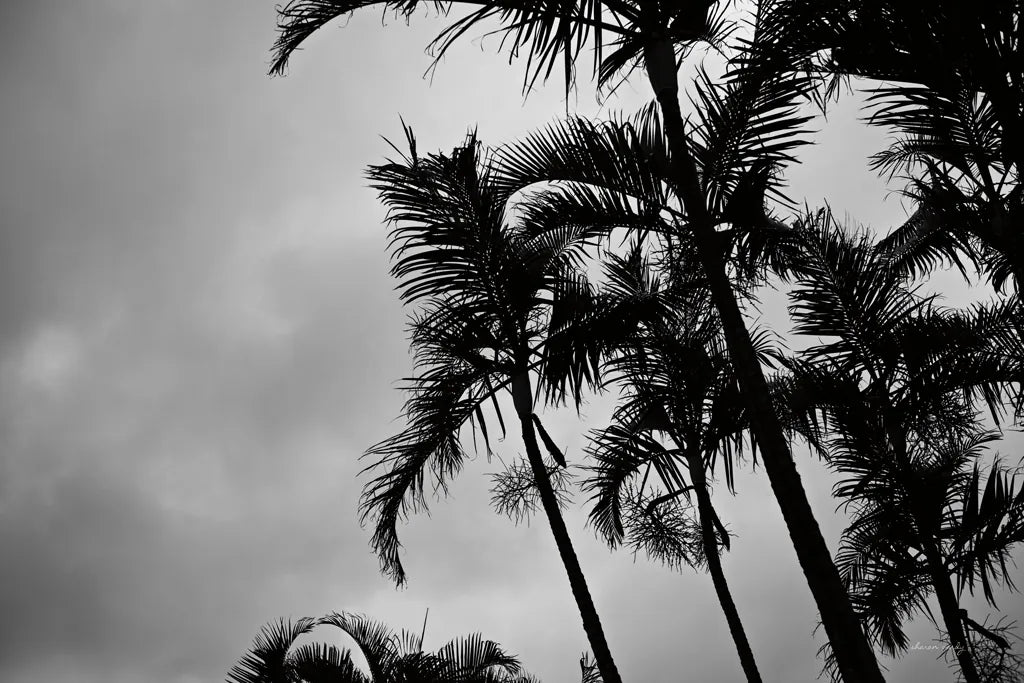 Bamboo Palms by Sharon Vardy. SKU 93118i. Archival Giclee Fine art print for wall decor.