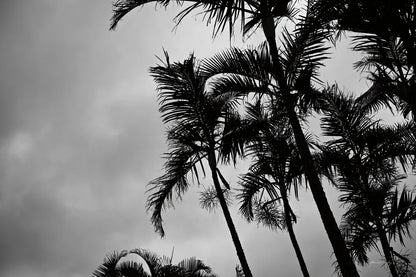 Bamboo Palms by Sharon Vardy. SKU 93118i. Archival Giclee Fine art print for wall decor.