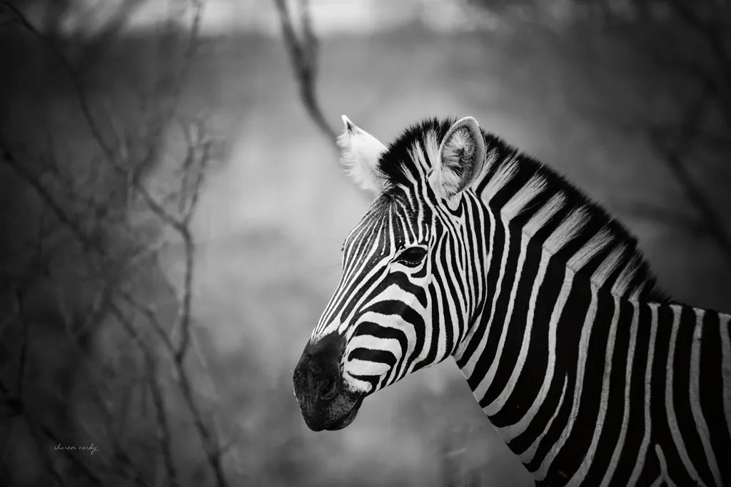 Black and White Zebra by Sharon Vardy. SKU 92422i. Archival Giclee Fine art print for wall decor.