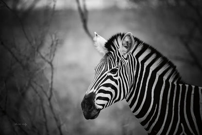 Black and White Zebra by Sharon Vardy. SKU 92422i. Archival Giclee Fine art print for wall decor.