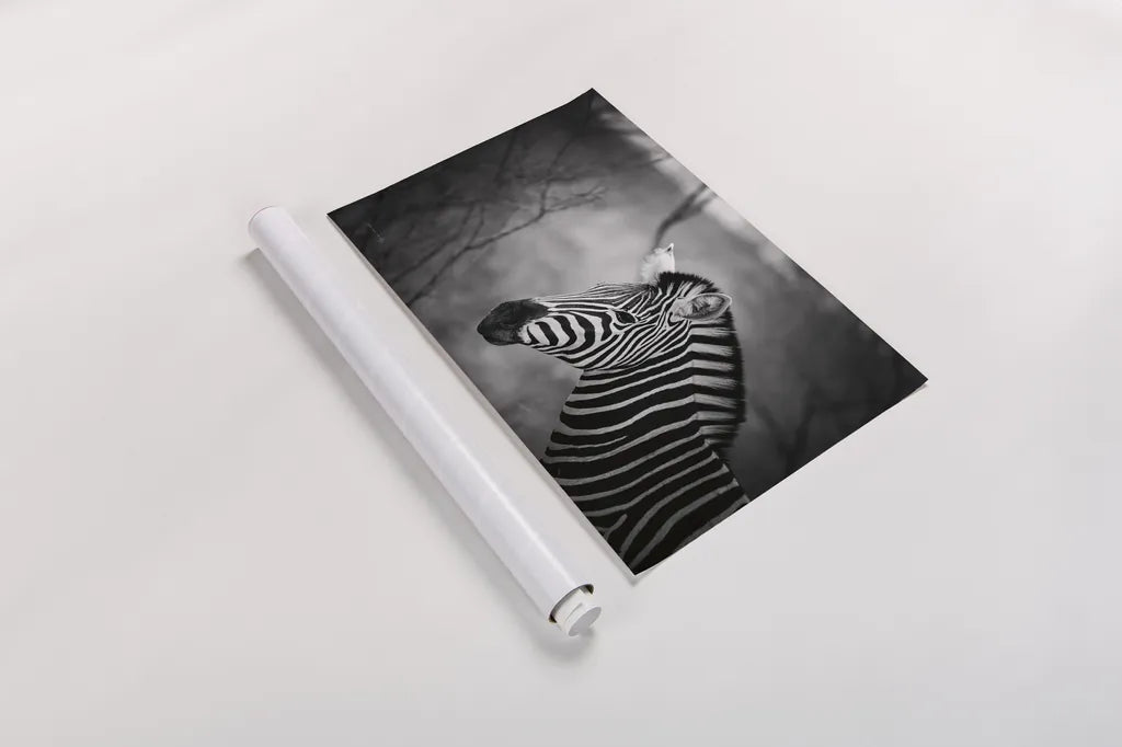 Black and White Zebra by Sharon Vardy. shown as a rolled paper print. Available as archival giclee rolled canvas, fine art paper, or poster print. SKU 92422i.