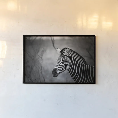 Black and White Zebra by Sharon Vardy. shown as a paper print in a black flame. Available as a archival giclee rolled canvas, fine art paper, or poster print. SKU 92422i.