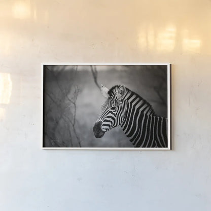Black and White Zebra by Sharon Vardy. shown as a paper print in a white frame. Available as a archival giclee rolled canvas, fine art paper, or poster print. SKU 92422i.