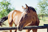 Brown Horse by Sharon Vardy. SKU 92186i. Archival Giclee Fine art print for wall decor.