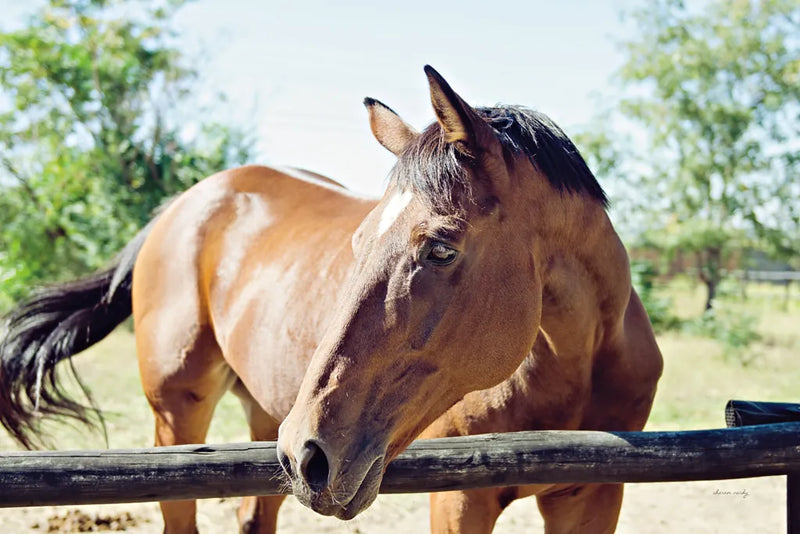 Brown Horse by Sharon Vardy. SKU 92186i. Archival Giclee Fine art print for wall decor.