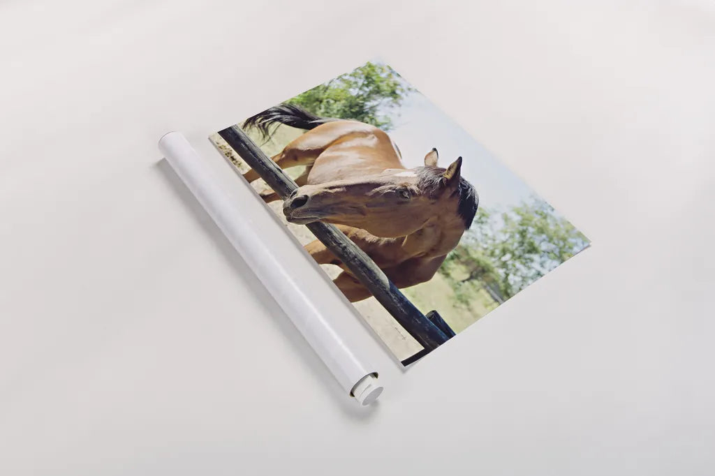 Brown Horse by Sharon Vardy. shown as a rolled paper print. Available as archival giclee rolled canvas, fine art paper, or poster print. SKU 92186i.