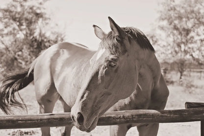 Brown Horse Sepia by Sharon Vardy. SKU 92187i. Archival Giclee Fine art print for wall decor.