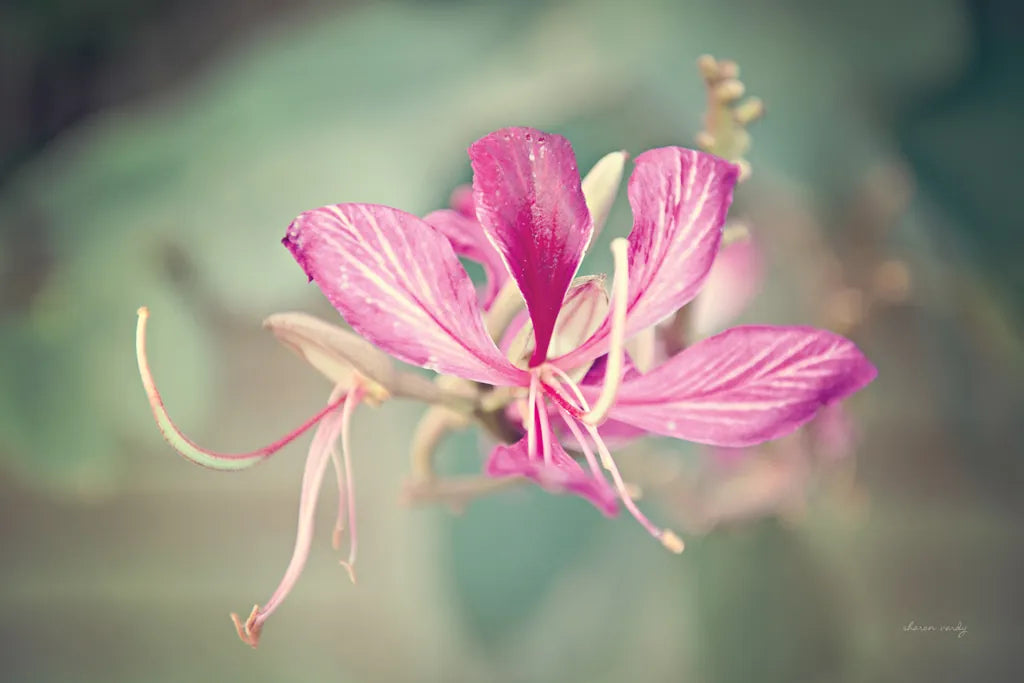 Butterfly Orchid by Sharon Vardy. SKU 93127i. Archival Giclee Fine art print for wall decor.