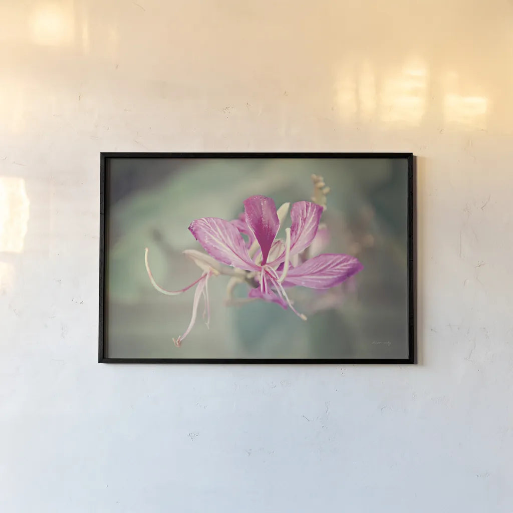 Butterfly Orchid by Sharon Vardy. shown as a paper print in a black flame. Available as a archival giclee rolled canvas, fine art paper, or poster print. SKU 93127i.