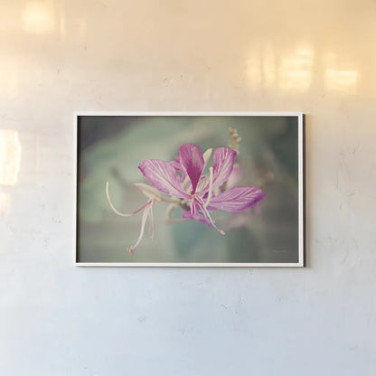 Butterfly Orchid by Sharon Vardy. shown as a paper print in a white frame. Available as a archival giclee rolled canvas, fine art paper, or poster print. SKU 93127i.