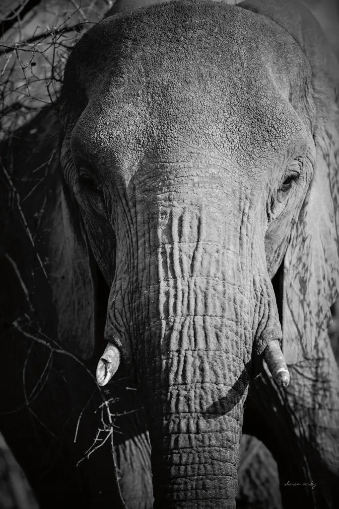 Close Up Elephant by Sharon Vardy. SKU 92672h. Archival Giclee Fine art print for wall decor.