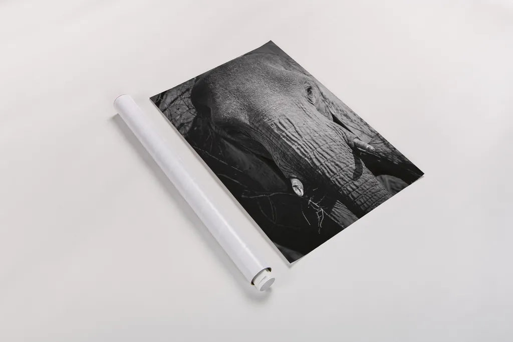 Close Up Elephant by Sharon Vardy. shown as a rolled paper print. Available as archival giclee rolled canvas, fine art paper, or poster print. SKU 92672h.