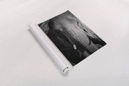 Close Up Elephant by Sharon Vardy. shown as a rolled paper print. Available as archival giclee rolled canvas, fine art paper, or poster print. SKU 92672h.