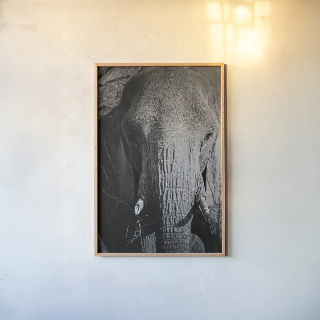 Close Up Elephant by Sharon Vardy. shown as a paper print in a natural frame. Available as a archival giclee rolled canvas, fine art paper, or poster print. SKU 92672h.